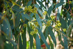 Eucalyptus radiata radiata