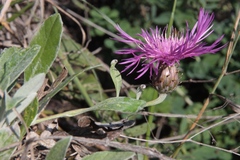 Psephellus sumensis