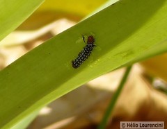 Xanthopastis timais