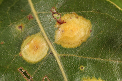 Polystepha pustuloides