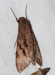 Isognathus swainsonii