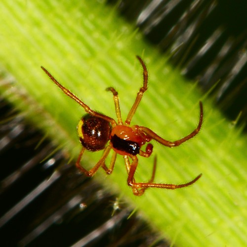 Emerton's Bitubercled Cobweaver