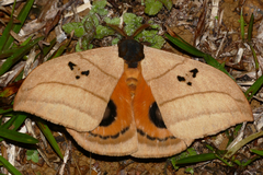 Automeris curvilinea