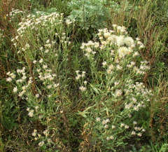 Erigeron acris podolicus
