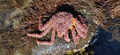 Paralithodes camtschaticus
