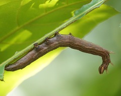Thyas coronata