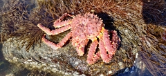 Paralithodes camtschaticus
