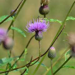 Cirsium serratuloides