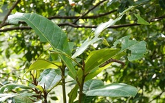 Thyas coronata