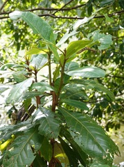 Thyas coronata