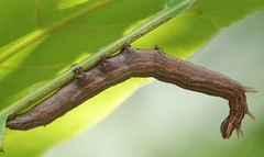 Thyas coronata