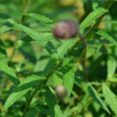 Cirsium serratuloides