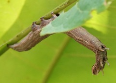 Thyas coronata