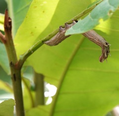 Thyas coronata
