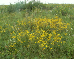 Pentanema salicinum