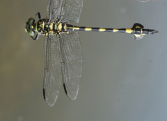 Sinictinogomphus clavatus
