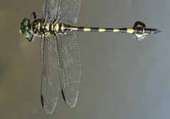 Sinictinogomphus clavatus