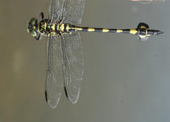 Sinictinogomphus clavatus