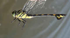 Sinictinogomphus clavatus