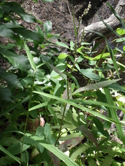 Persicaria robustior