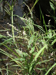Persicaria robustior