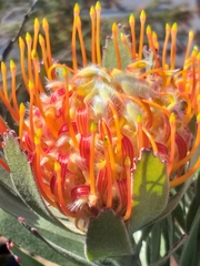 Leucospermum pluridens