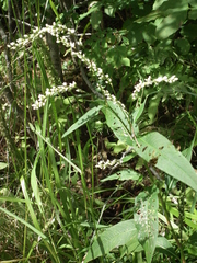 Persicaria robustior