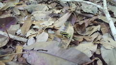 Dendrobates truncatus