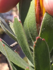 Leucospermum pluridens