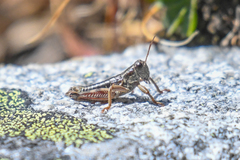 Buckellacris chilcotinae