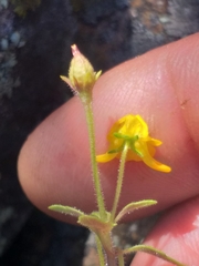 Hemimeris gracilis