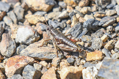 Buckellacris chilcotinae