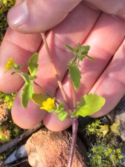 Hemimeris gracilis