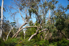 Eucalyptus cephalocarpa
