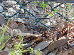 Sceloporus olivaceus