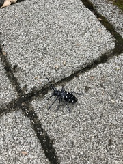 Anoplophora macularia