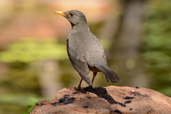 Karoo Thrush photo 5