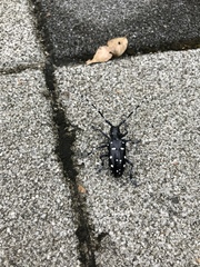 Anoplophora macularia