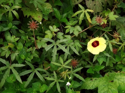 Bush Sorrel