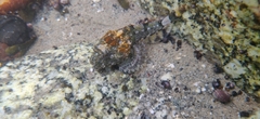 Myoxocephalus