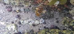 Myoxocephalus