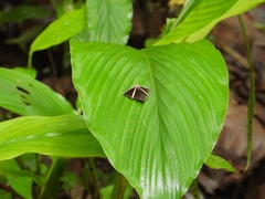 Fodina pallula