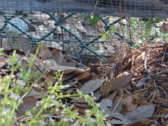 Sceloporus olivaceus