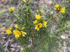 Pultenaea acerosa