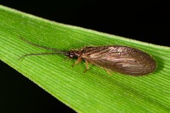 Sisyra nigra