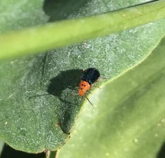 Ascolhedybius hirtus