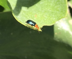 Ascolhedybius hirtus