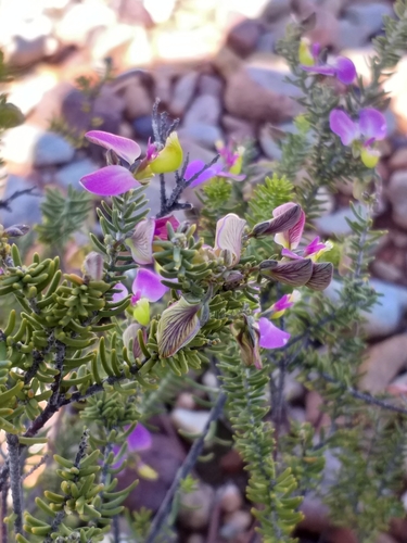 Image of Polygala teretifolia by (c) kevin koen, some rights reserved (CC BY-SA)