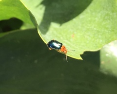 Ascolhedybius hirtus