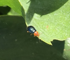 Ascolhedybius hirtus